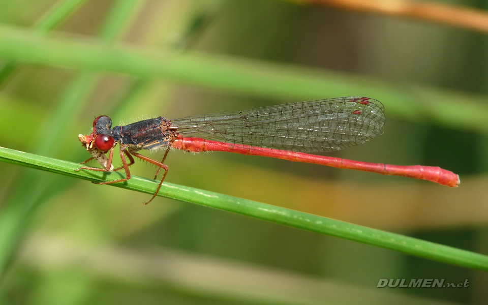 Small Red Damsel (Ceriagrion Tenellum)